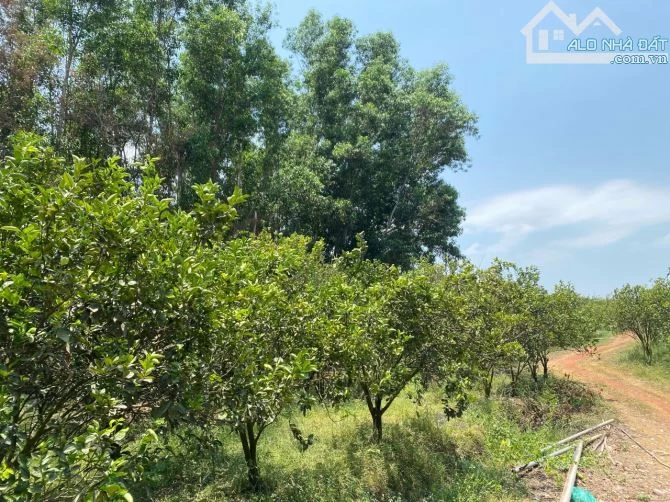 Bán vườn Cam xã Hiếu Liêm, Bắc Tân Uyên, Binh Dương, 53000m2, giá 55 tỷ.